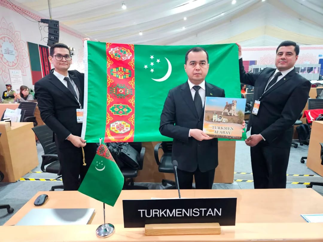 Традиции разведения туркменского алабая включены в список нематериального наследия ЮНЕСКО