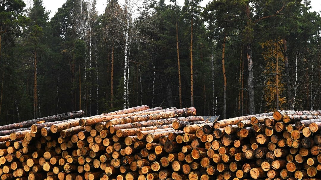 Turkmenistan is one of the main recipients of timber products from the Vladimir, Kostroma and Ivanovo regions of the Russian Federation