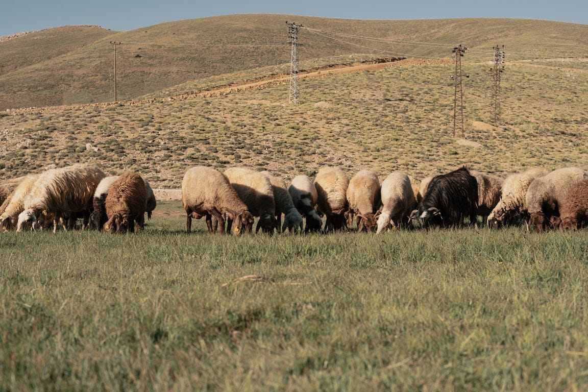 Nourivit in Turkmenistan presents natural bioadditives for livestock farms