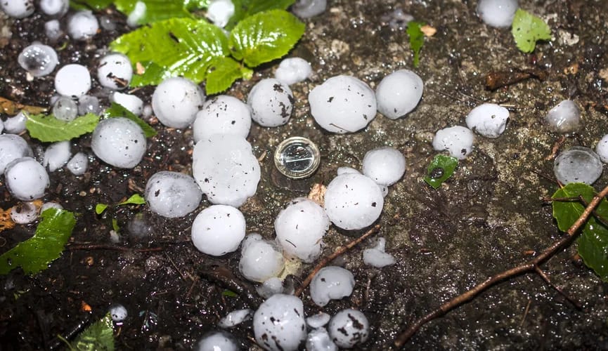 Parižde bedene ýumurtgasynyň ululygynda doly ýagdy