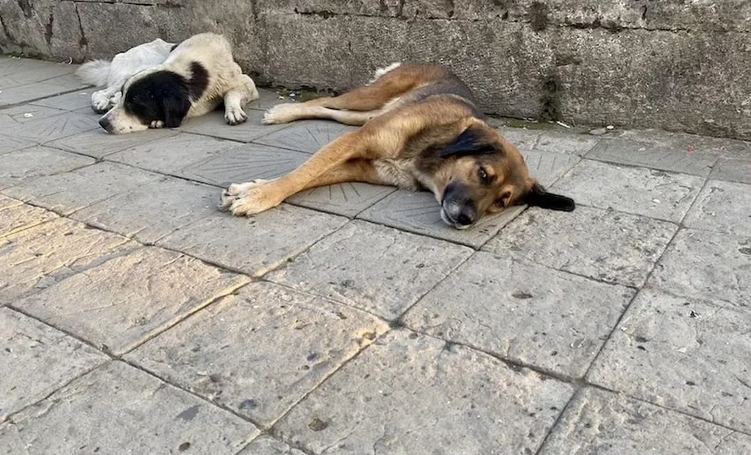 Köpekler, üçüncü bir evcilleştirme dalgasıyla karşı karşıya olabilir