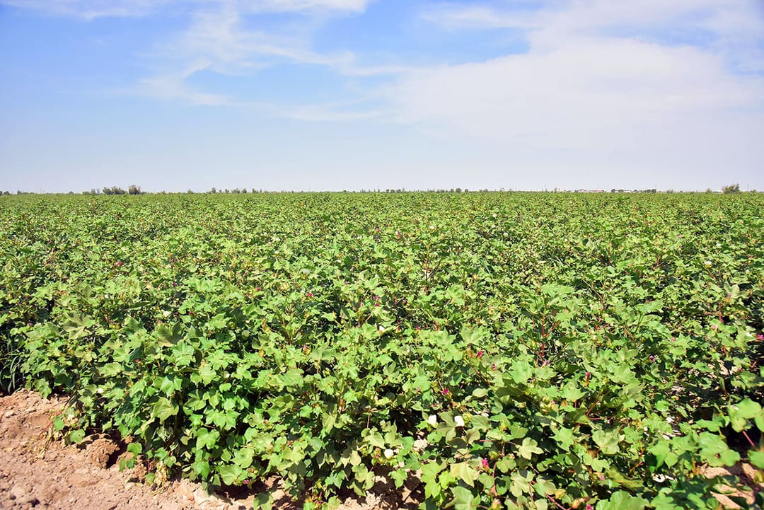 В восточном регионе Туркменистана планируют собрать богатый урожай хлопка