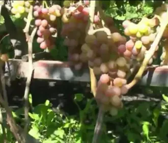 Виноград - технология выращивания
