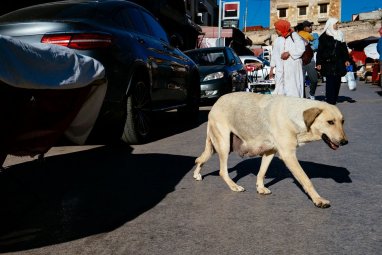 FIFA Dünya Kupası öncesinde Fas sokaklarında yaşayan üç milyon sokak köpeği öldürülecek
