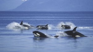 Katil balinalar, Cebelitarık'ta bir gemiyi daha batırdı