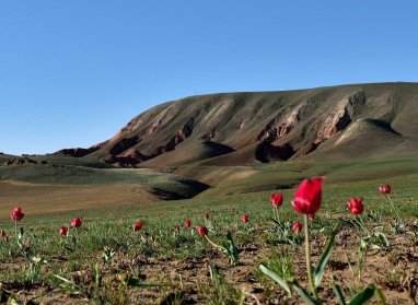 Пленительный образ тюльпана в истории и культуре Туркменистана