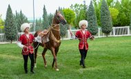 Akhal-Teke at güzellik yarışmasının ikinci turu Türkmenistan'da yapıldı