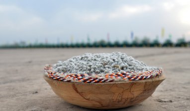 В Туркменистане начался сев хлопчатника