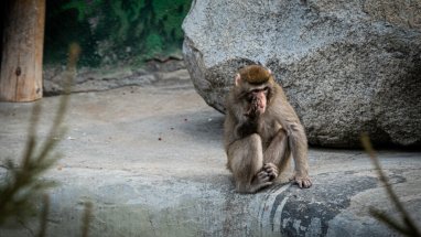 Tayland'ın Lopburi şehrinde, 200'e kadar kaçak maymundan oluşan bir sürü kasabaya saldırdı