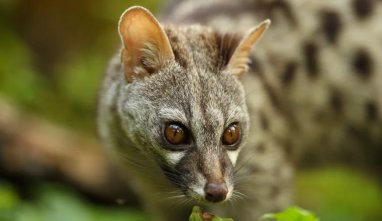 Vietnamese bride receives 100 small predators as dowry