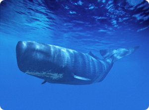 İspermeçet balinalarının karmaşık bir 