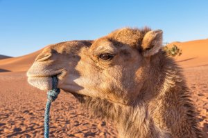 В китайской пустыне появились светофоры для верблюдов