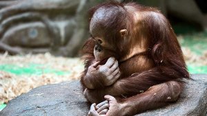 Malaýziýa hyzmatdaş ýurtlara orangutan sowgat bermegi meýilleşdirýär