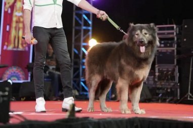 Dünyanın en pahalı köpeği Cadabomb Okami 5,3 milyon euroya satıldı