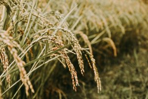 Глава Туркменистана постановил обеспечить высокий урожай риса