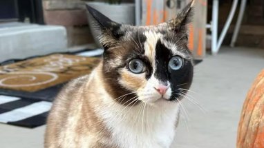 ABD'de kargo paketine sahiplerinden habersiz giren kedi, binlerce kilometre uçtuktan bir hafta sonra sahiplerine teslim edildi