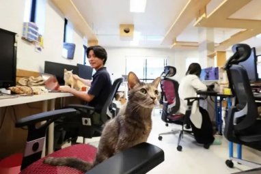 Japon bir şirket, 11 tane kediyi işe aldı