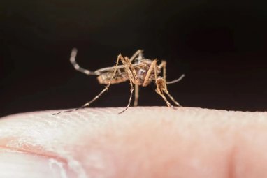 Filipinos to be paid reward for catching mosquitoes