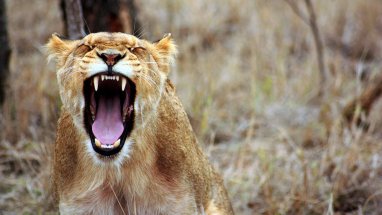 Namibya'da bir iş insanı tuvalete gitmek için kamp çadırından çıkınca aslan saldırısına uğradı ve hayatını kaybetti