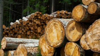 Пермский край увеличил экспорт лесоматериалов в Туркменистан