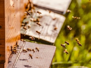 Bal arılarının nesli, 2035 yılına kadar tükenebilir