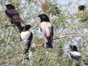 Pink starlings have arrived in Turkmenistan
